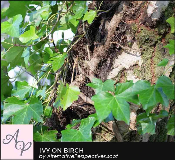 A Birch tree which is covered by Ivy.  The stems and aerial roots from the ivy can be clearly seen.  Beneath the photograph is the text Ivy On Birch by AlternativePerspectives.scot