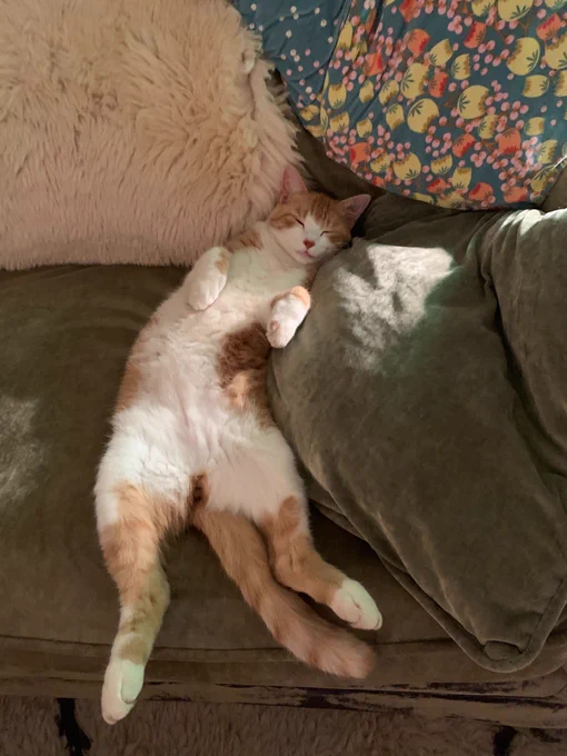 Orange tabby cat lying on its back, taking a nap
