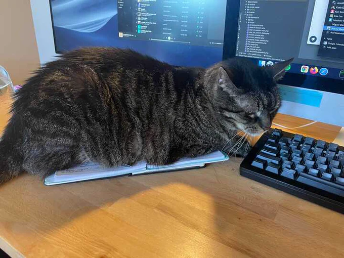 Cat laying on notebook in front of keyboard and computer screen