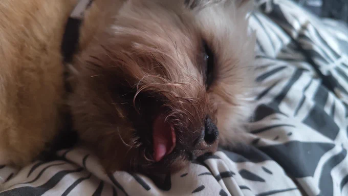 Small brown dog asleep with tongue out