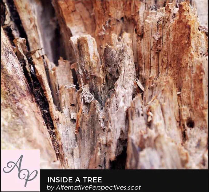 A closeup of the inside of a tree that has lost its top section during a storm.  Inside is a mix of colours and textures.  Also evidence of insects – spider webs and holes.  Under the photo is the text Inside a Tree by AlternativePerspectives.scot