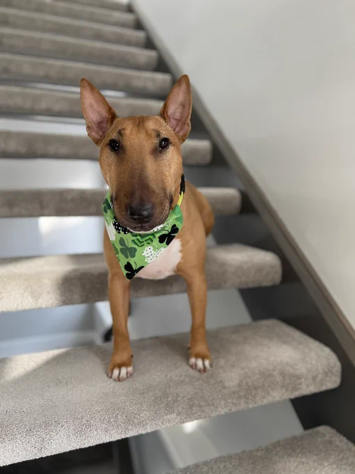 Gus the Miniature Bull Terrier is sitting on grey carpeted stairs wearing a green shamrock bandana