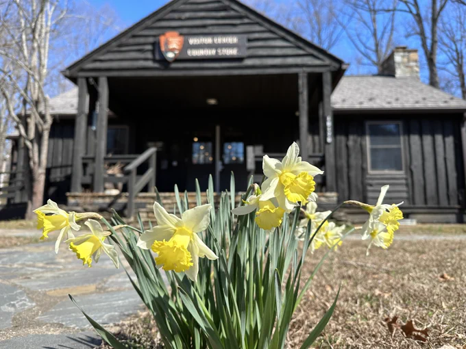 Blooming yellow daffodil flowers in front of the visitor center, a dark brown wooden building with a porch and stone fireplace