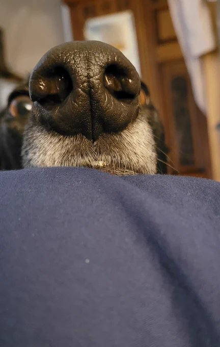 Ed, snoot up close, eyeballing me 