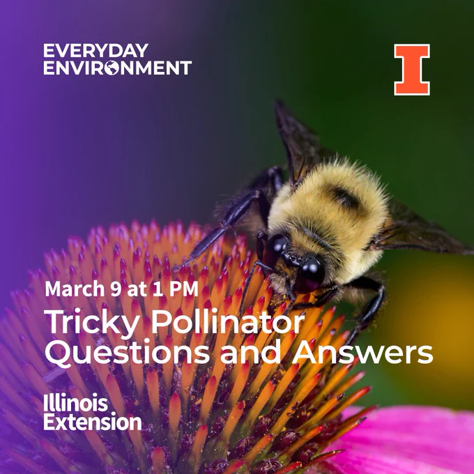 Bee on a pink flower. Tricky Pollinator Questions and Answers, March 9 at 1 p.m. CST