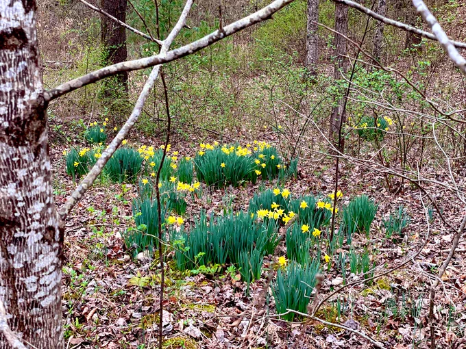 Daffodils growing wild in foothills of Blue Ridge mountains.