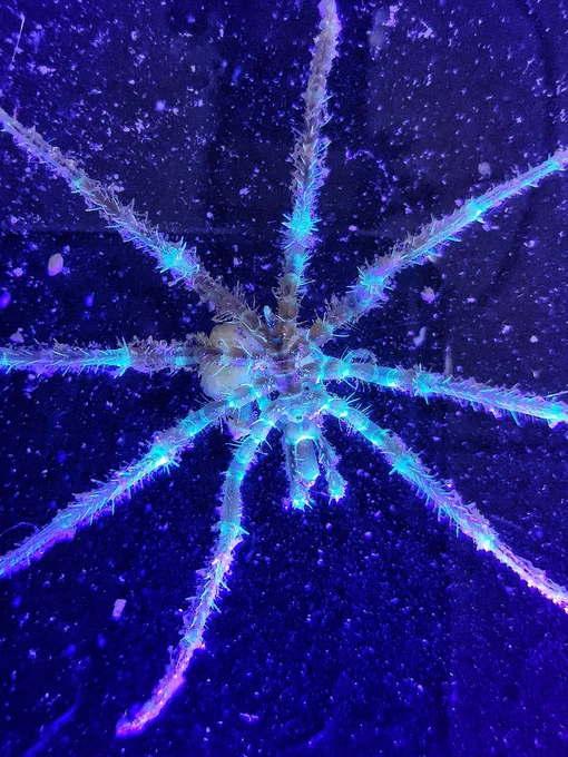 A male Nymphon species, with eggs, photographed under UV light 
