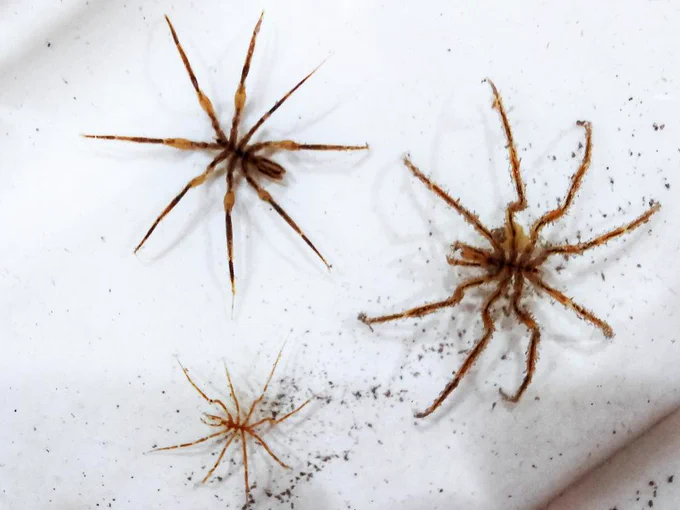 There different Nymphon species 