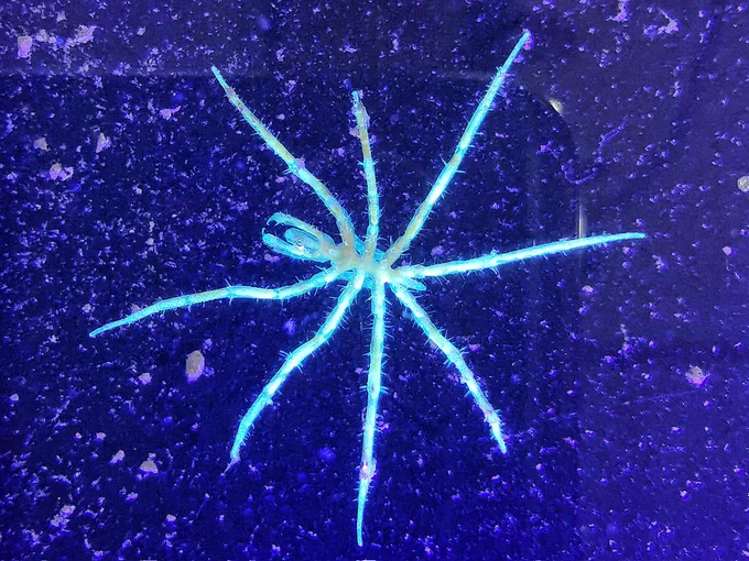 A small Nymphon species photographed under UV light 