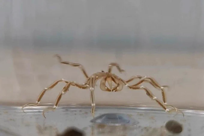 An Austropallene sea spider 