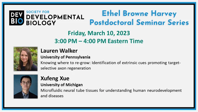 Society for Developmental Biology Ethel Browne Harvey Postdoctoral Seminar Series
Friday, March 10, 2023, 3:00pm - 4:00 pm Eastern Time
Lauren Walker (University of Pennsylvania)
Knowing where to re-grow: Identification of extrinsic cues promoting target-selective axon regeneration
Xufeng Xue (University of Michigan)
Microfluidic neural tube tissues for understanding human neurodevelopment and diseases