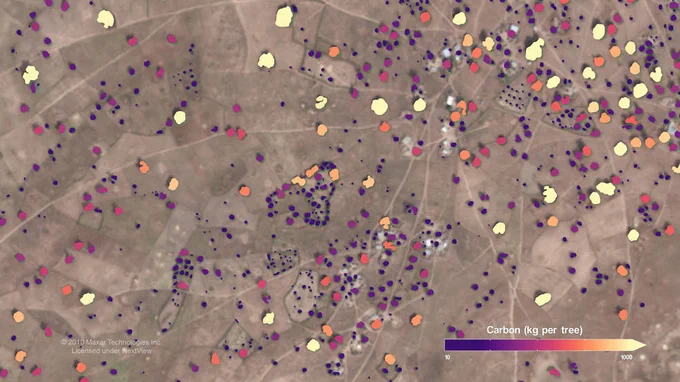 Data showing the amount of carbon in kilograms per tree is overlaid on a satellite image of a semi-arid landscape that looks mostly brown. The trees are dots of yellow and orange, signifying higher carbon, and purple, signifying lower carbon.