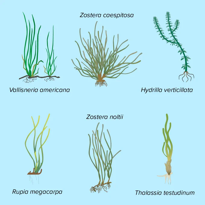 A collection of seagrass symbols from the IAN symbol library.