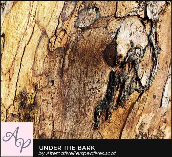 A full screen photo of the wood on a tree where the bark has been removed.  It makes up patterns of oblongs and circles of different shades of brown.  Under the image is the text Under The Bark by AlternativePerspectives.scot