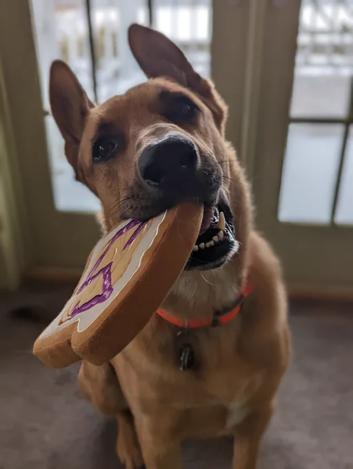 A dog chewing on the best conference swag ever: a Jeli-branded dog toy.