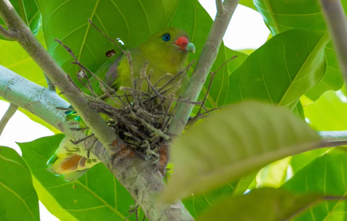 A green pigeon sitting on its nest in a tree. The bird has blue eyes and a red beak with a white tip.