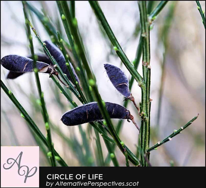 Two tone stems of a broom bush.  Attached to the stem are black seed pods from the previous autumn, that haven't burst.  On the stem are fresh buds ready to burst into life.  Beneath the photograph is the text Circle of Life by AlternativePerspectives.scot