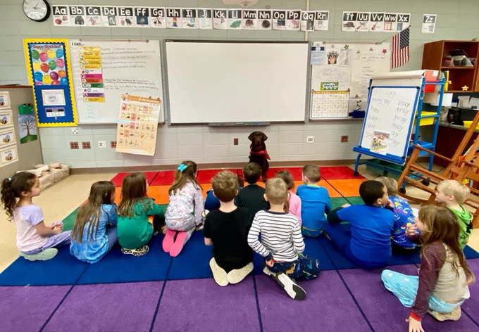 chocolate Labrador, Biscuit, sitting in front of a class of kindergarten students who are sitting on the floor facing him in a classroom with a rainbow block rug on the floor, and a letters of the alphabet chart above the dry erase boards.