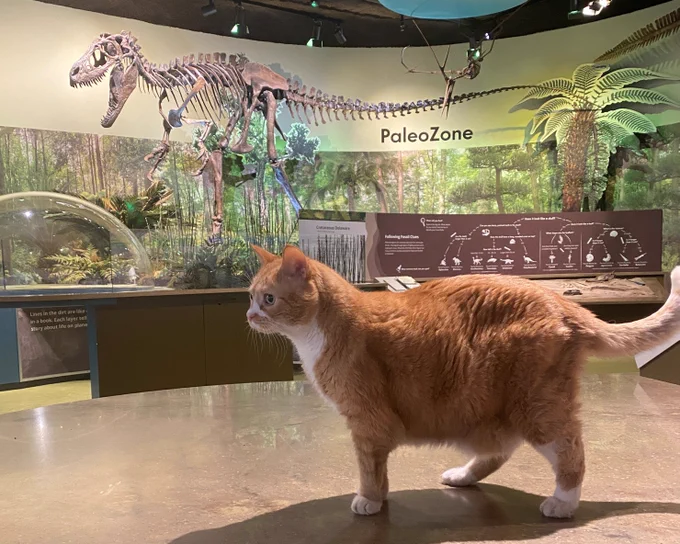 A very large orange cat with a dryptosaur skeleton. They are facing in the same direction. 
