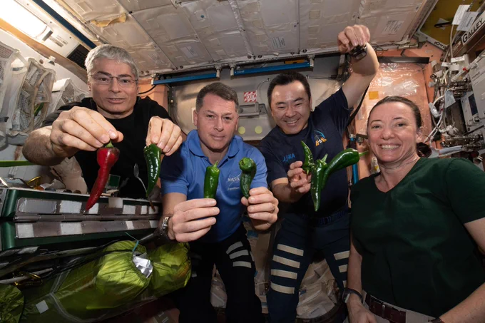 Expedition 65 Flight Engineers (from left) Mark Vande Hei, Shane Kimbrough, Akihiko Hoshide and Megan McArthur, pose with chile peppers grown in space for the first time aboard the International Space Station for the Plant Habitat-04 investigation. Credit: NASA