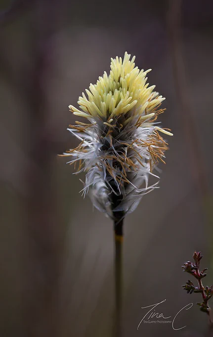 Bog cotton flower, Clara bog Co. Offaly