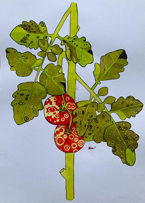 The painting shows a tomato stem, with one cluster of tomatoes and two compound leaves. The red tomatoes are covered in concentric yellow and orange ringspots. The symptoms shown on the leaves are variable, including: darker concentric rings, brown flecks/blotches, leaf ‘purpling’ (shown here as a light brown-green colour), normal (green) portions on the base or the tip of some of the leaves, and dark brown necrotised tissue. The tomato fruit and leaves both have spots with ‘normal-looking’ centres, which is a strong indicator that the cause of the spots is a virus. Bacteria and fungal spots rarely have a healthy middle as infection starts at the centre and spreads outwards.