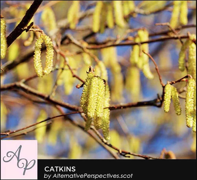 A photo of bright yellow catkins.  The catkins at the front are the focus while the blurred ones in the back give a yellow background.  Beneath the photograph is the text Catkins by AlternativePerspectives.scot