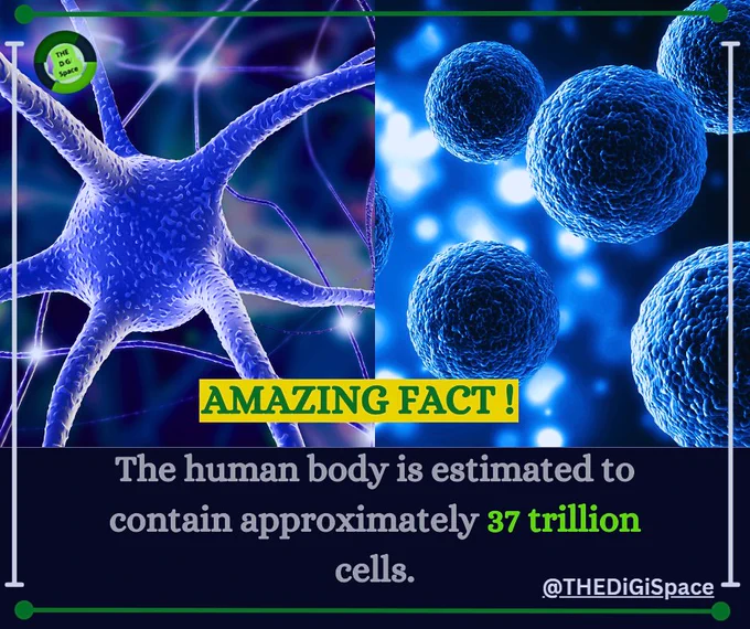 Did you know that the human body is a #marvel of biology and science? It is estimated that our bodies contain approximately 37 trillion cells, each with their own unique function and properties.

These cells work together in a complex and coordinated manner to sustain our lives and keep us healthy. This amazing fact is just a glimpse into the wonder and intricacy of the human body.
