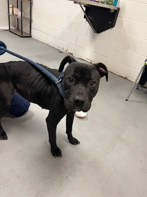 a black pit mix stands in a shelter. she's looking directly at us with concerned wrinkles for eyebrows, and big brown eyes. she's emaciated and most of her rib bones are visible. despite her condition, her floppy ears are perked.