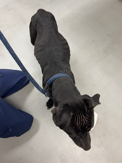 a high angle looking down on the dangerously skinny pittie pup. not only are her rib bones visible under her skin, but so are her hip bones. the top of her head is covered in skin wrinkles.