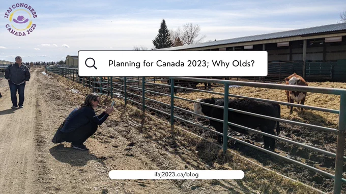 A woman taking a photo of cattle inside a pen at a research facility at Olds College located in Olds, Alberta along with an overlay of graphics promoting a new blog post for the 2023 IFAJ world congress.