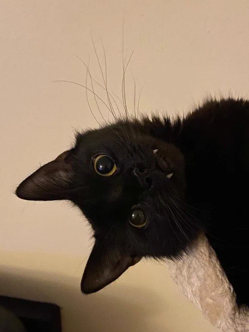 Um lindo gatinho preto todo fofo com dentinhos de vampiro.