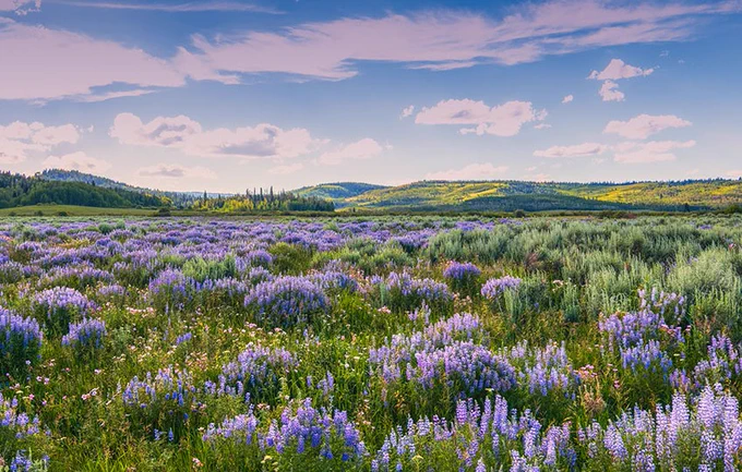 Sagebrush landscape, Wind River Mountains, WY. Adobe Stock photo