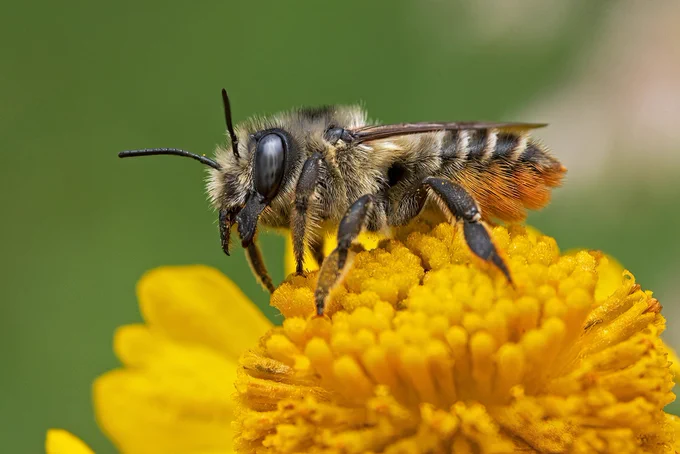A Western leafcutter bee perched on a flower