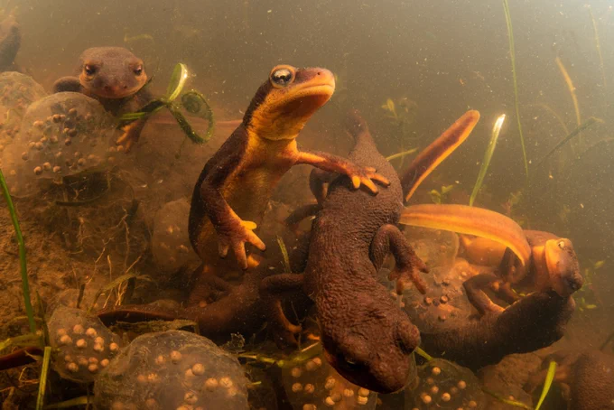 A group of newts writhe underwater over egg masses