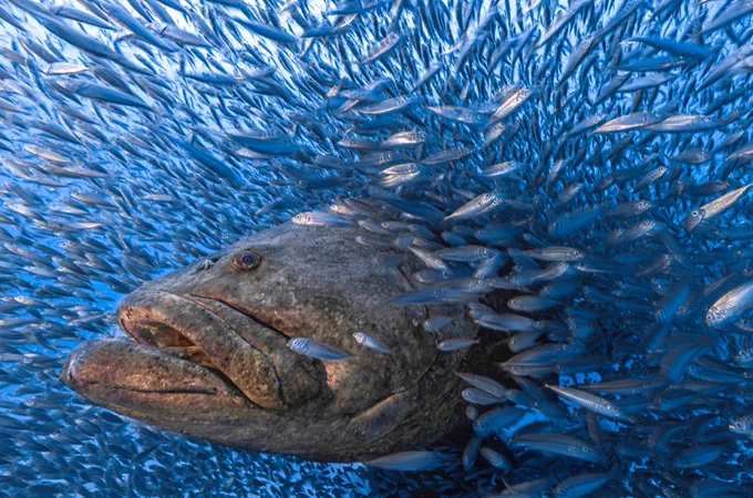A goliath grouper parts a school of fish