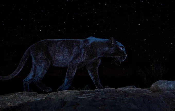 A melanistic leopard walks under a starry sky