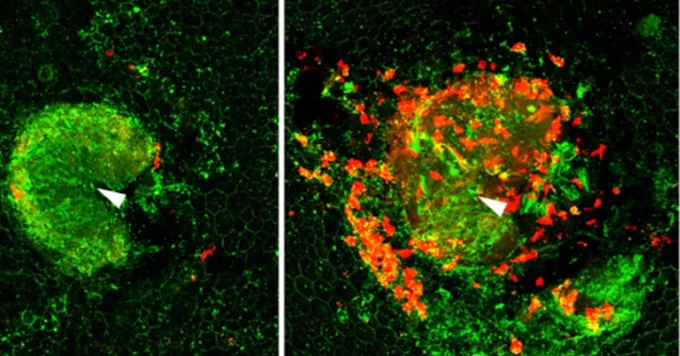 Mouse retina