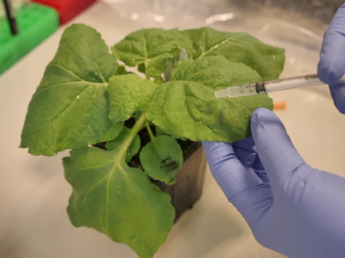 Scientist performing leaf infiltration (injecting liquids or substances deep into plant tissue)