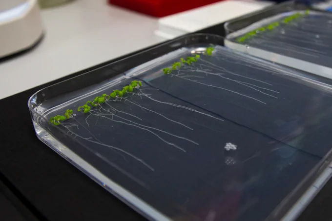 Close up photo of small arabidopsis seedlings in a clear dish