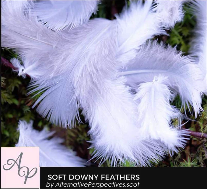 A group of soft downy feathers on a tree stump.  Beneath the photograph is the text Soft Downy Feathers by AlternativePerspectives.scot