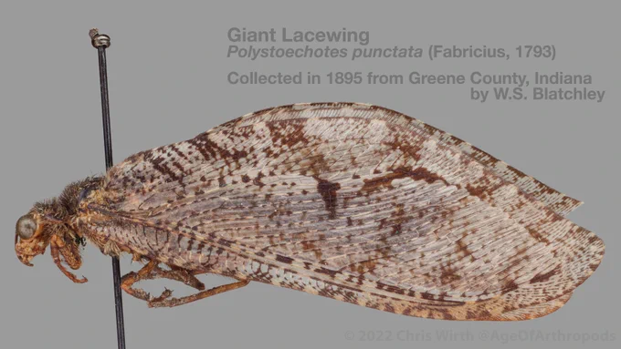 A large lacewing with patterned wings on an entomological  pin