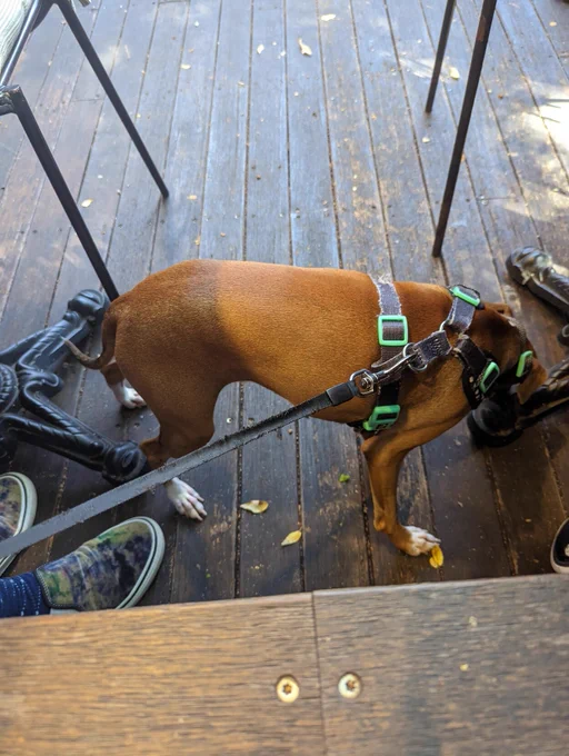 Our 11mo Italian Greyhound, Gizmo, exploring the table legs at our local cafe for anything he can find to chew.