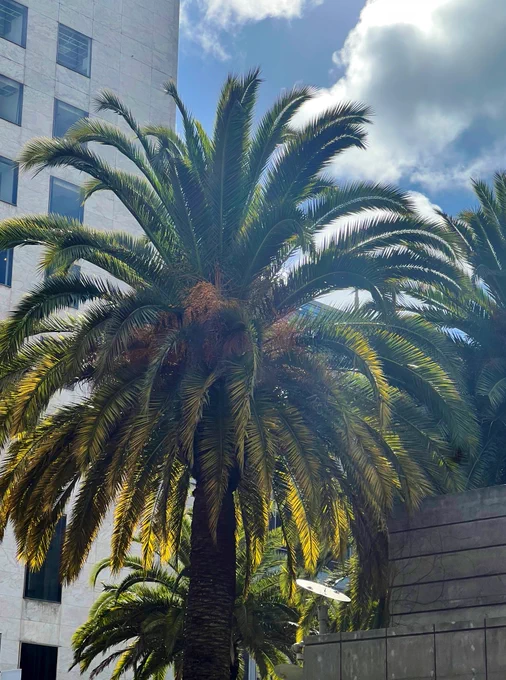 A picture of the sun shining through the fronds of a beautiful palm tree. A building and the cloudy sky can be seen in the background