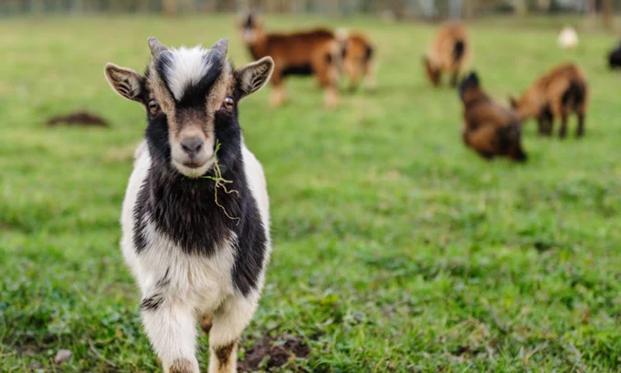 Close up of a white and black goat with pieces of grass sticking out of their mouth. Brown goats appear out of focus, grazing in the background. 