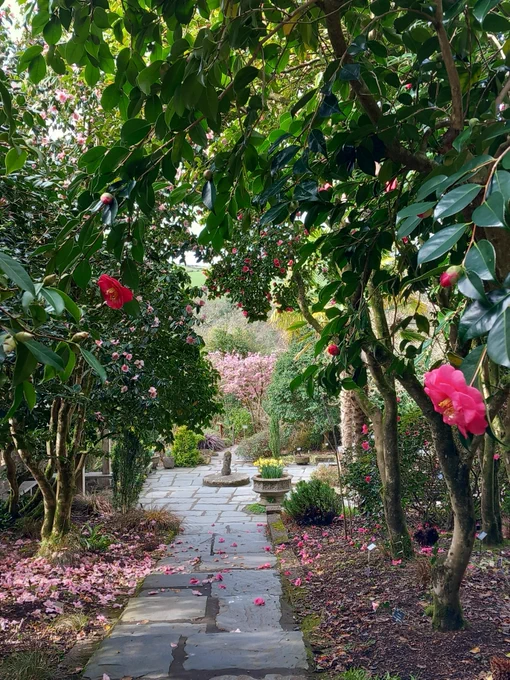 View across the garden path with green trees either side and early spring flowers. 