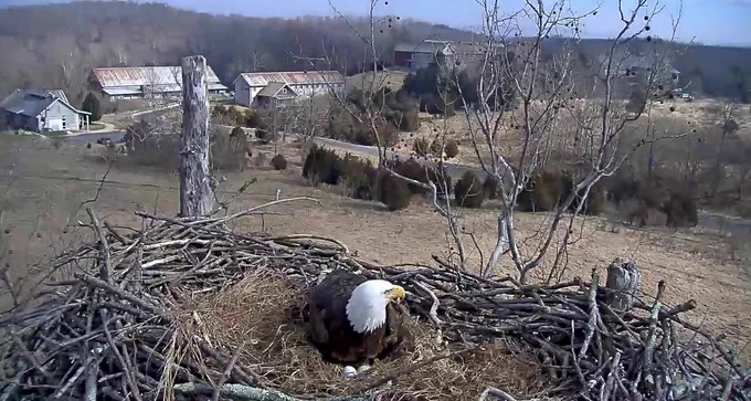 A bald eagle watches over her two eggs in a nest high up in a tree.  