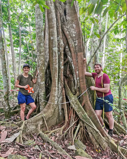 The team measuring a large tree. 