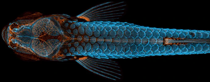 Juvenile fish with lymphatics labelled in orange and the skull with auto fluorescence in blue taken in the Weinstein lab alongside Dan Castranova!
