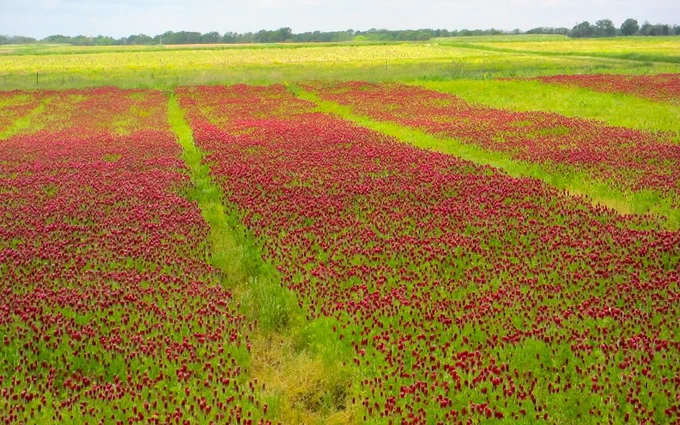 Crimson clover test plots at the University of Missouri Bradford Research and Extension Center